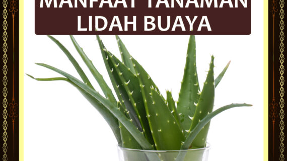 Manfaat Tanaman Lidah Buaya - Gamatbiogold.com